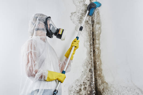 Best Mold Testing  in Newburyport, MA