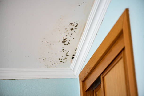 Best Local Mold Removal Service  in Newburyport, MA