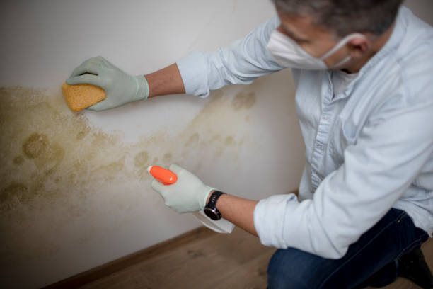 Best Commercial Mold Removal  in Newburyport, MA