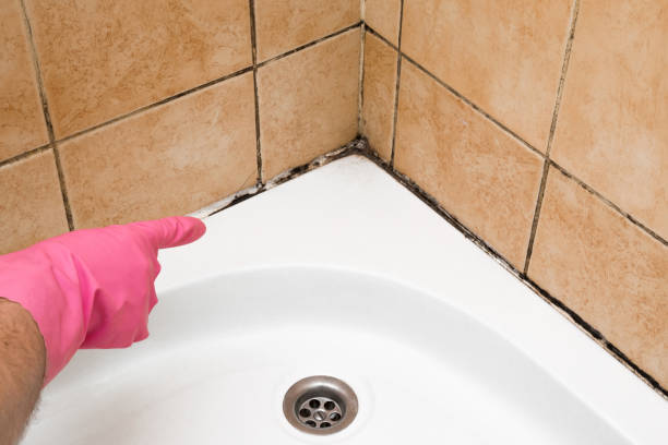 Best Local Mold Removal Service  in Newburyport, MA