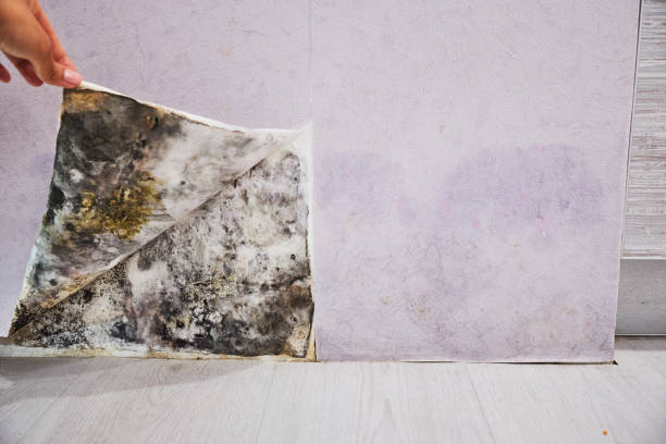 Best Crawl Space Mold Removal  in Newburyport, MA
